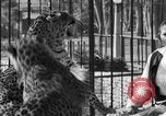 Image of leopards Los Angeles California USA, 1933, second 48 stock footage video 65675042746
