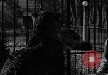 Image of leopards Los Angeles California USA, 1933, second 49 stock footage video 65675042746