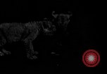 Image of leopards Los Angeles California USA, 1933, second 50 stock footage video 65675042746
