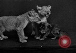 Image of leopards Los Angeles California USA, 1933, second 51 stock footage video 65675042746