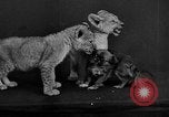 Image of leopards Los Angeles California USA, 1933, second 52 stock footage video 65675042746