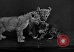 Image of leopards Los Angeles California USA, 1933, second 53 stock footage video 65675042746