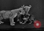 Image of leopards Los Angeles California USA, 1933, second 54 stock footage video 65675042746