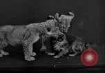Image of leopards Los Angeles California USA, 1933, second 55 stock footage video 65675042746