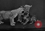 Image of leopards Los Angeles California USA, 1933, second 56 stock footage video 65675042746
