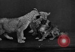 Image of leopards Los Angeles California USA, 1933, second 57 stock footage video 65675042746