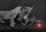 Image of leopards Los Angeles California USA, 1933, second 58 stock footage video 65675042746