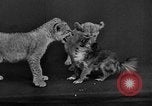 Image of leopards Los Angeles California USA, 1933, second 59 stock footage video 65675042746