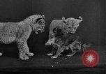 Image of leopards Los Angeles California USA, 1933, second 60 stock footage video 65675042746