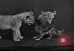 Image of leopards Los Angeles California USA, 1933, second 61 stock footage video 65675042746