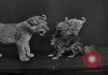 Image of leopards Los Angeles California USA, 1933, second 62 stock footage video 65675042746