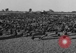 Standbild Puten Pomona California USA, 1934, aus Sekunde 5 historischem Filmmaterial Videoclip 65675042750