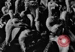 Standbild Puten Pomona California USA, 1934, aus Sekunde 23 historischem Filmmaterial Videoclip 65675042750