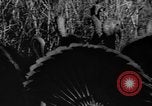 Standbild Puten Pomona California USA, 1934, aus Sekunde 28 historischem Filmmaterial Videoclip 65675042750