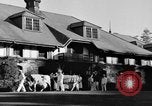 Image nouvelle souche de vache Williamstown Massachusetts USA, 1935, de la seconde 19 séquences d'archives historiques vidéo 65675042763