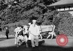 Image nouvelle souche de vache Williamstown Massachusetts USA, 1935, de la seconde 22 séquences d'archives historiques vidéo 65675042763