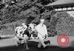 Image nouvelle souche de vache Williamstown Massachusetts USA, 1935, de la seconde 23 séquences d'archives historiques vidéo 65675042763