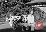 Image nouvelle souche de vache Williamstown Massachusetts USA, 1935, de la seconde 24 séquences d'archives historiques vidéo 65675042763