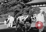 Image nouvelle souche de vache Williamstown Massachusetts USA, 1935, de la seconde 25 séquences d'archives historiques vidéo 65675042763