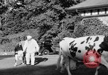 Image nouvelle souche de vache Williamstown Massachusetts USA, 1935, de la seconde 26 séquences d'archives historiques vidéo 65675042763