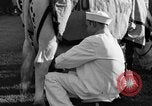 Image nouvelle souche de vache Williamstown Massachusetts USA, 1935, de la seconde 46 séquences d'archives historiques vidéo 65675042763