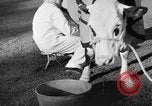 Image nouvelle souche de vache Williamstown Massachusetts USA, 1935, de la seconde 56 séquences d'archives historiques vidéo 65675042763
