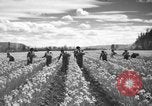 Image of Daffodils Tacoma Washington USA, 1936, second 13 stock footage video 65675042778