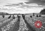 Image of Daffodils Tacoma Washington USA, 1936, second 14 stock footage video 65675042778