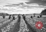 Image of Daffodils Tacoma Washington USA, 1936, second 15 stock footage video 65675042778