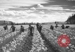 Image of Daffodils Tacoma Washington USA, 1936, second 17 stock footage video 65675042778