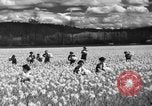 Image of Daffodils Tacoma Washington USA, 1936, second 18 stock footage video 65675042778