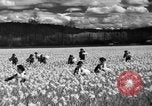 Image of Daffodils Tacoma Washington USA, 1936, second 19 stock footage video 65675042778