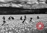 Image of Daffodils Tacoma Washington USA, 1936, second 20 stock footage video 65675042778