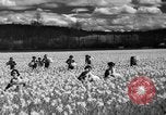 Image of Daffodils Tacoma Washington USA, 1936, second 21 stock footage video 65675042778