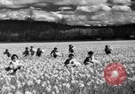 Image of Daffodils Tacoma Washington USA, 1936, second 22 stock footage video 65675042778