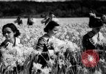 Image of Daffodils Tacoma Washington USA, 1936, second 23 stock footage video 65675042778