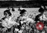 Image of Daffodils Tacoma Washington USA, 1936, second 24 stock footage video 65675042778