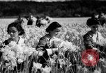 Image of Daffodils Tacoma Washington USA, 1936, second 25 stock footage video 65675042778