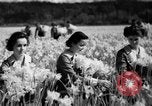 Image of Daffodils Tacoma Washington USA, 1936, second 26 stock footage video 65675042778