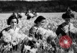 Image of Daffodils Tacoma Washington USA, 1936, second 27 stock footage video 65675042778