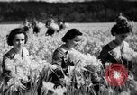 Image of Daffodils Tacoma Washington USA, 1936, second 28 stock footage video 65675042778