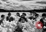 Image of Daffodils Tacoma Washington USA, 1936, second 29 stock footage video 65675042778