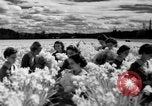 Image of Daffodils Tacoma Washington USA, 1936, second 30 stock footage video 65675042778