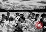 Image of Daffodils Tacoma Washington USA, 1936, second 31 stock footage video 65675042778