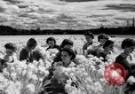 Image of Daffodils Tacoma Washington USA, 1936, second 32 stock footage video 65675042778