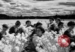 Image of Daffodils Tacoma Washington USA, 1936, second 33 stock footage video 65675042778
