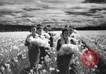 Image of Daffodils Tacoma Washington USA, 1936, second 35 stock footage video 65675042778