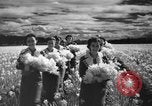 Image of Daffodils Tacoma Washington USA, 1936, second 36 stock footage video 65675042778