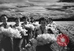 Image of Daffodils Tacoma Washington USA, 1936, second 37 stock footage video 65675042778