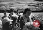 Image of Daffodils Tacoma Washington USA, 1936, second 38 stock footage video 65675042778